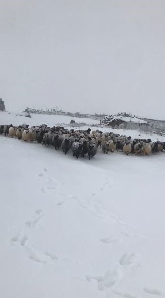 Artvin’de kar yağışı sürü sahiplerine zor anlar yaşattı 