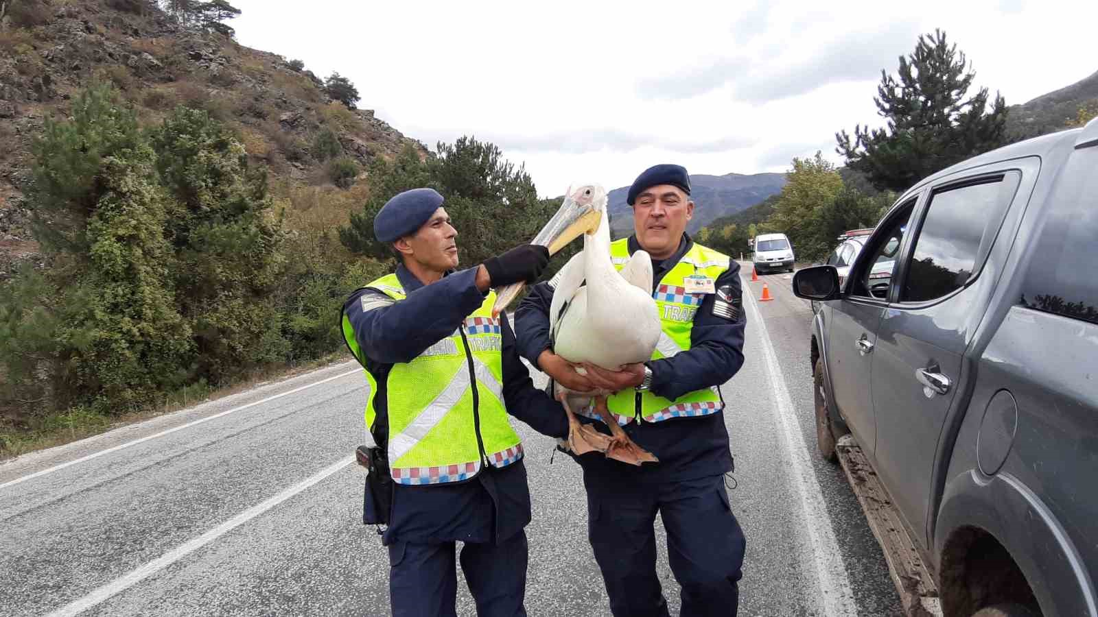 Devriye atan jandarma pelikan kuşu buldu: Hamsiyle beslediler
