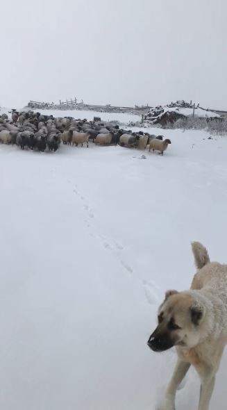 Artvin’de kar yağışı sürü sahiplerine zor anlar yaşattı