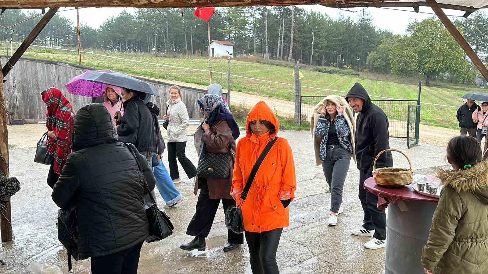 Mor yapraklı, kırmızı lifli safranı görmek için tarlalara akın ediyorlar
