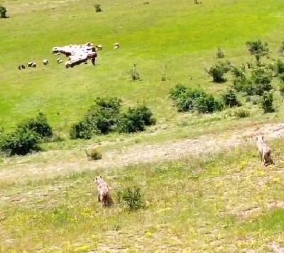 Kurtlar sürüye, dronlu çoban kurtlara pusu attı
