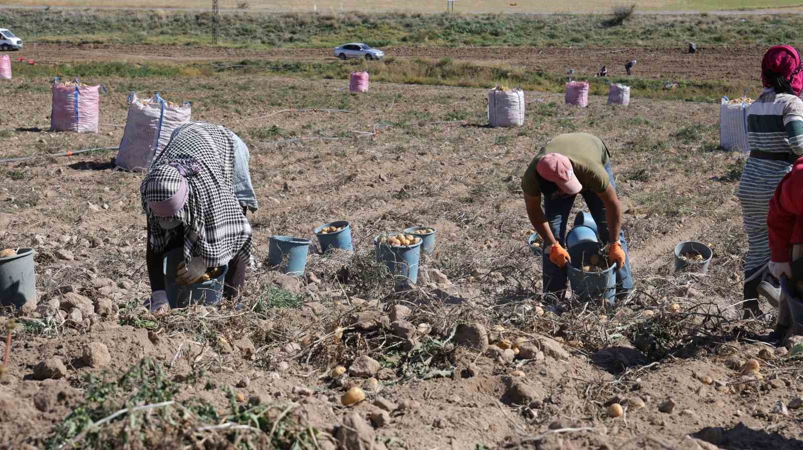 Sofraların vazgeçilmezi patates tarlada 2, pazarda 10 lira