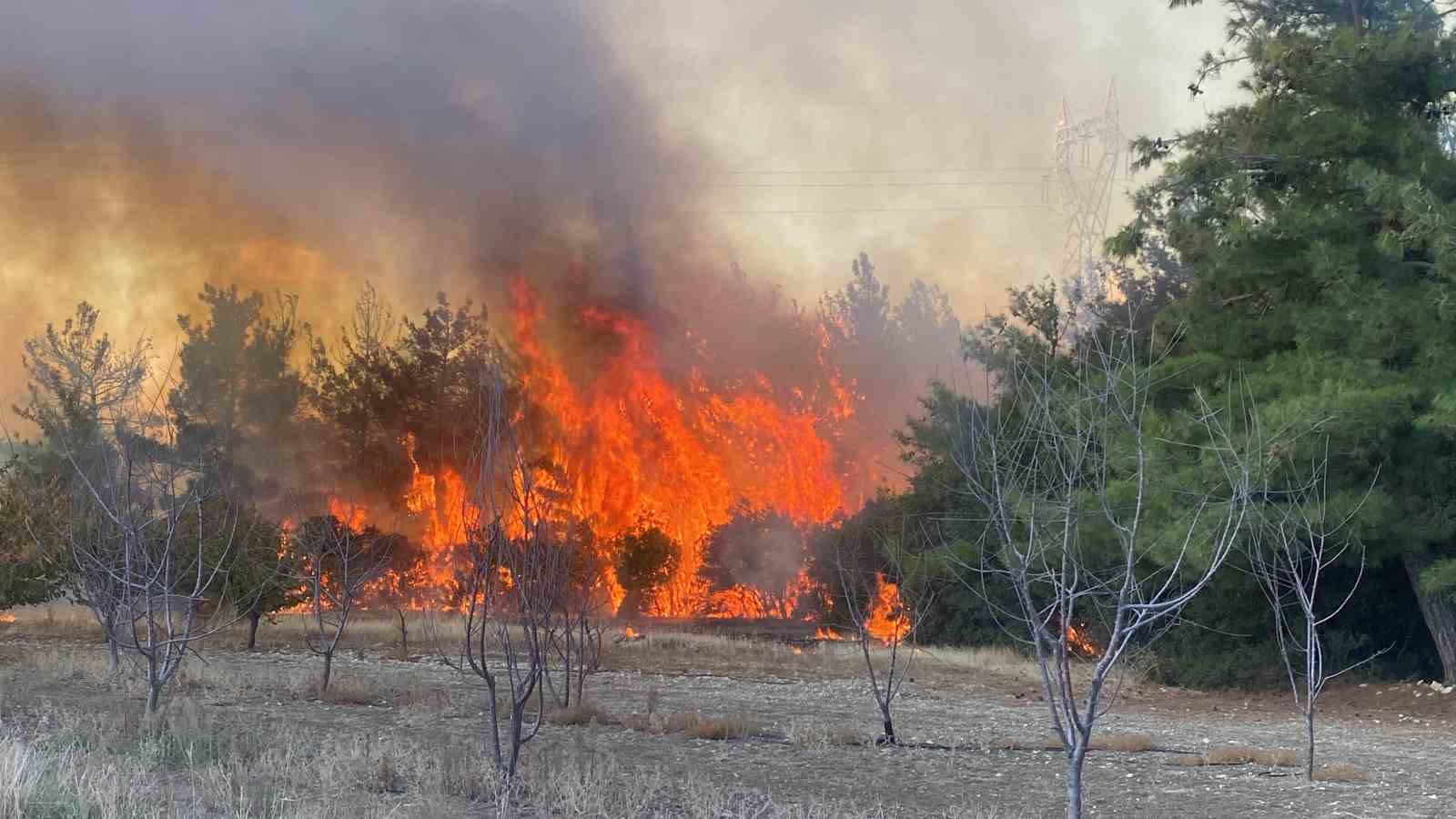 Çanakkale’de orman yangını
