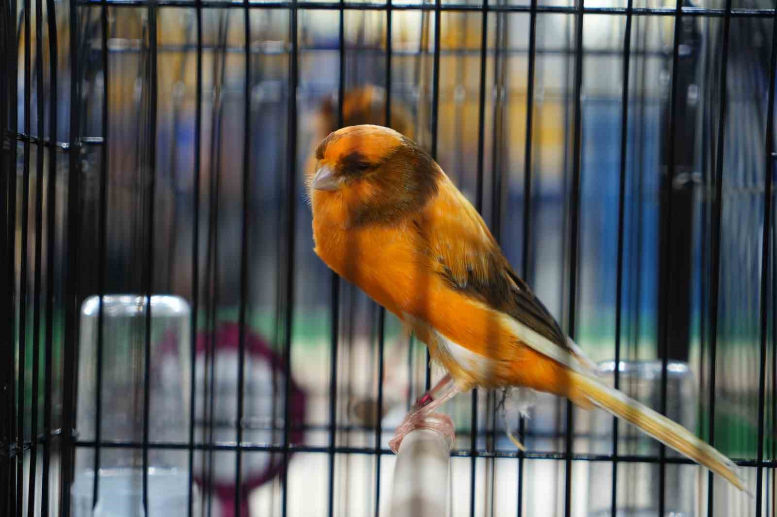 D&uuml;nyanın en yoğun katılımlı kanarya ırk yarışması Balıkesir&rsquo;de yapıldı
