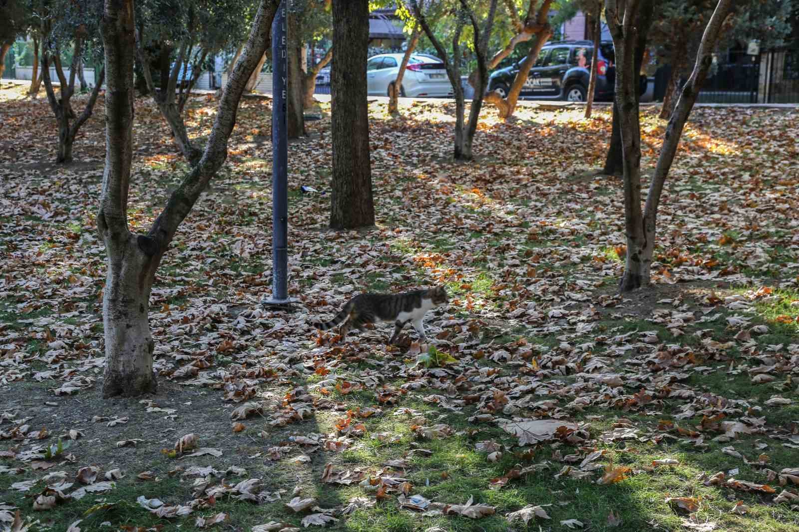 Manisa’ya sonbahar güzelliği geldi
