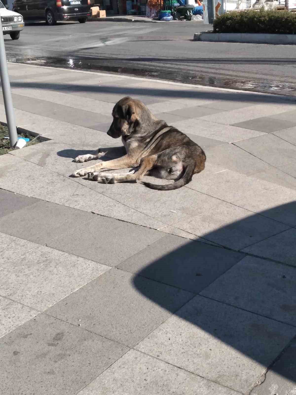 Germencik’te yaşlı adama köpekler saldırdı
