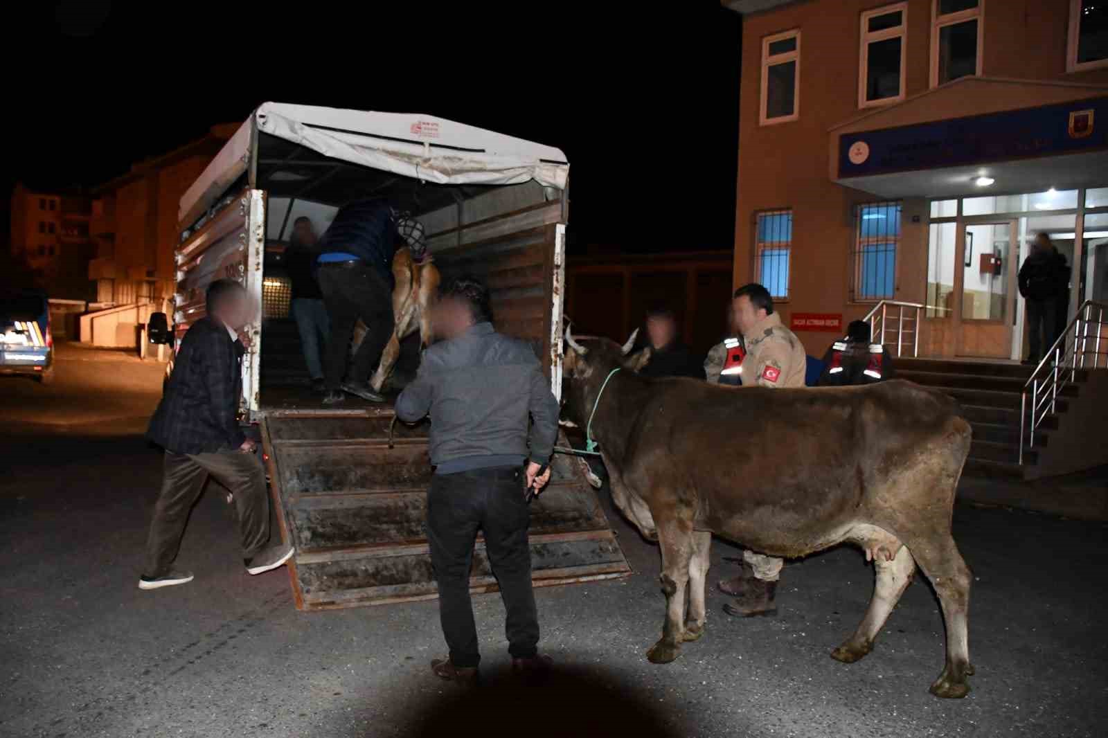 Horasan’dan hayvan çalan hırsız Sarıkamış’ta yakalandı  (Düzeltme)
