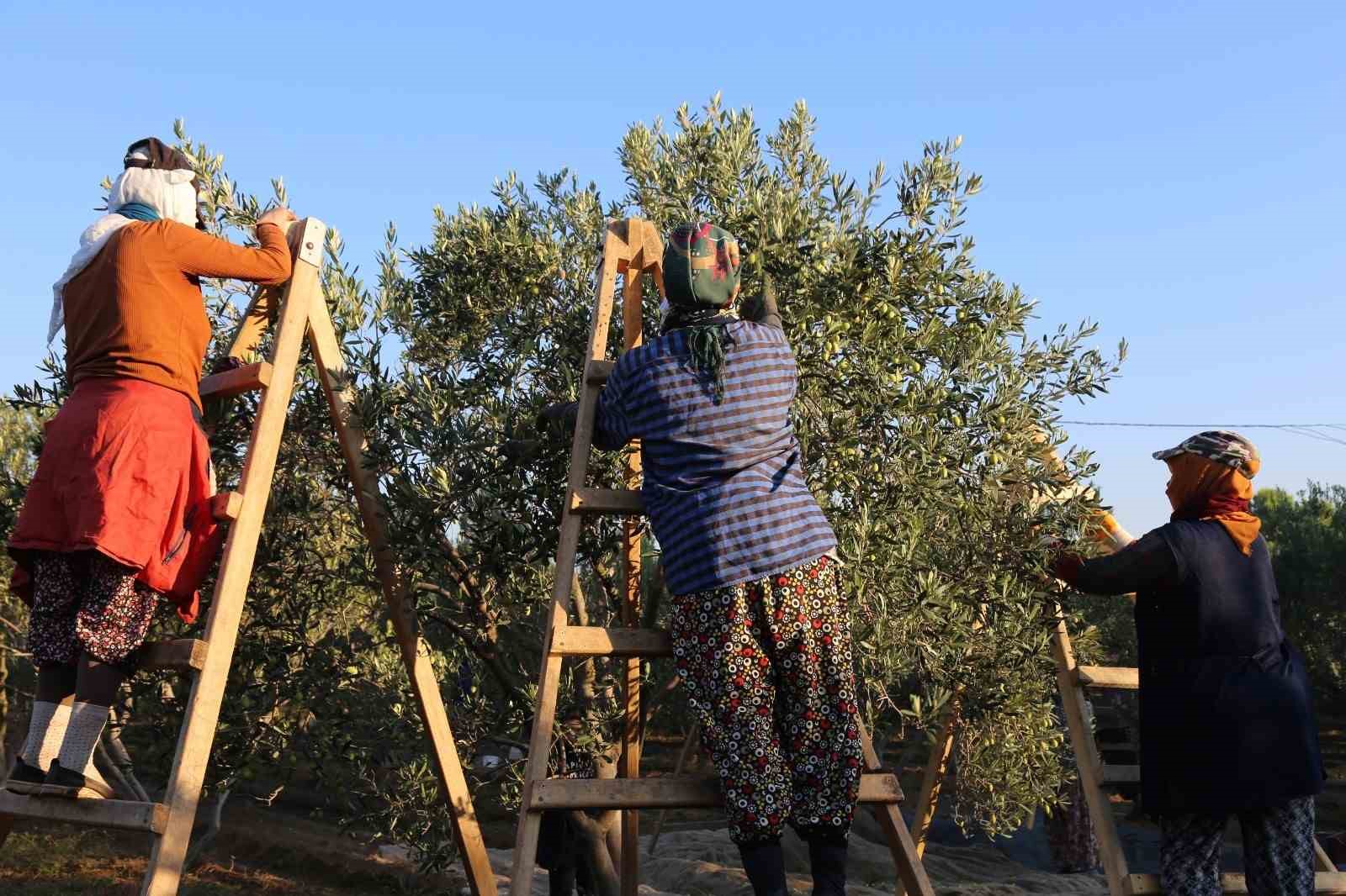 Ayvalık’ta dua ve hayır yemekleriyle ilk hasat