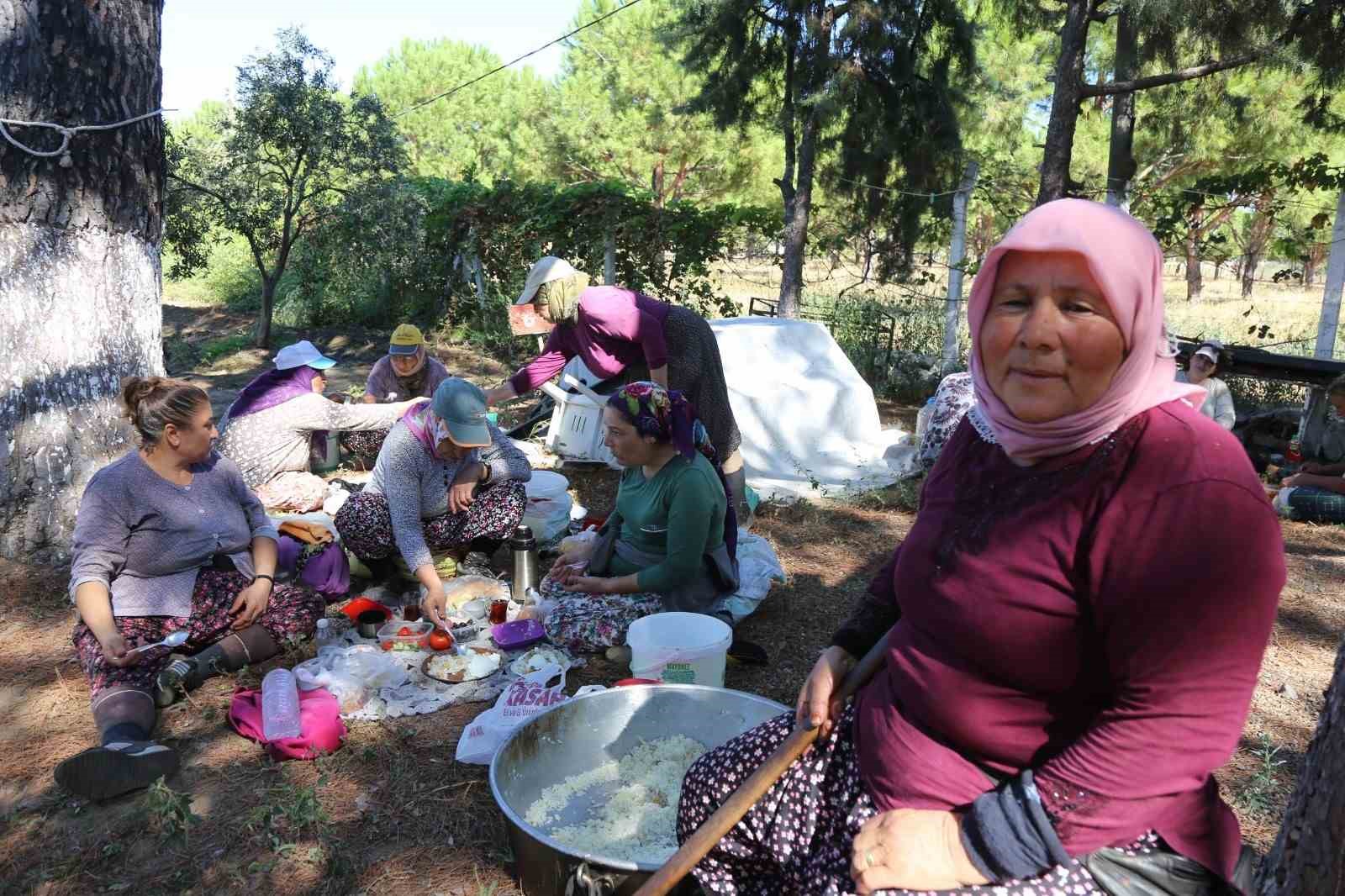 Ayvalık’ta dua ve hayır yemekleriyle ilk hasat
