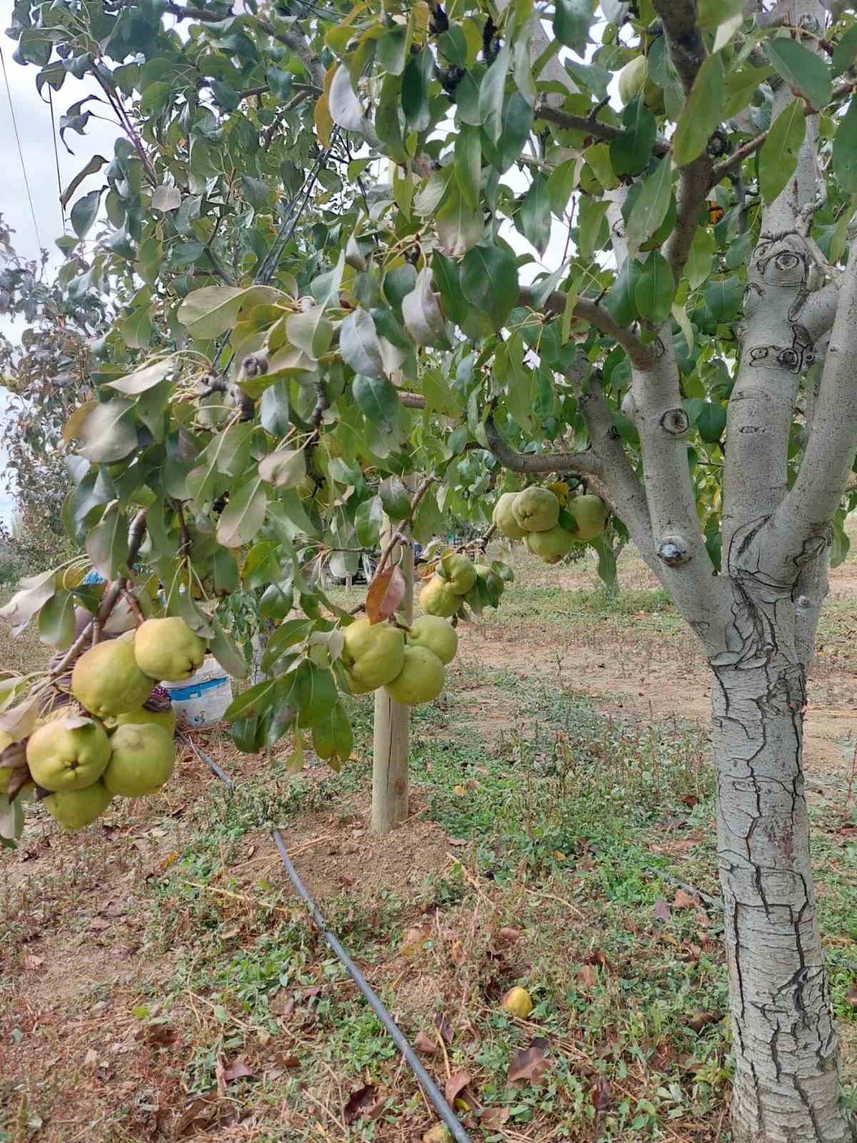 Sungurlu&rsquo;da deveci armudu hasadı başladı
