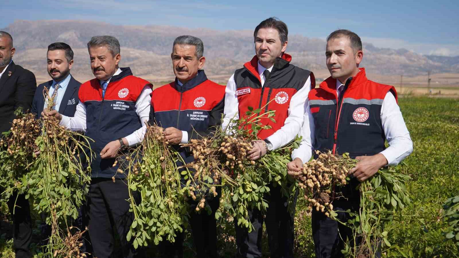 Şırnak’ta yer fıstığı hasadına başlandı
