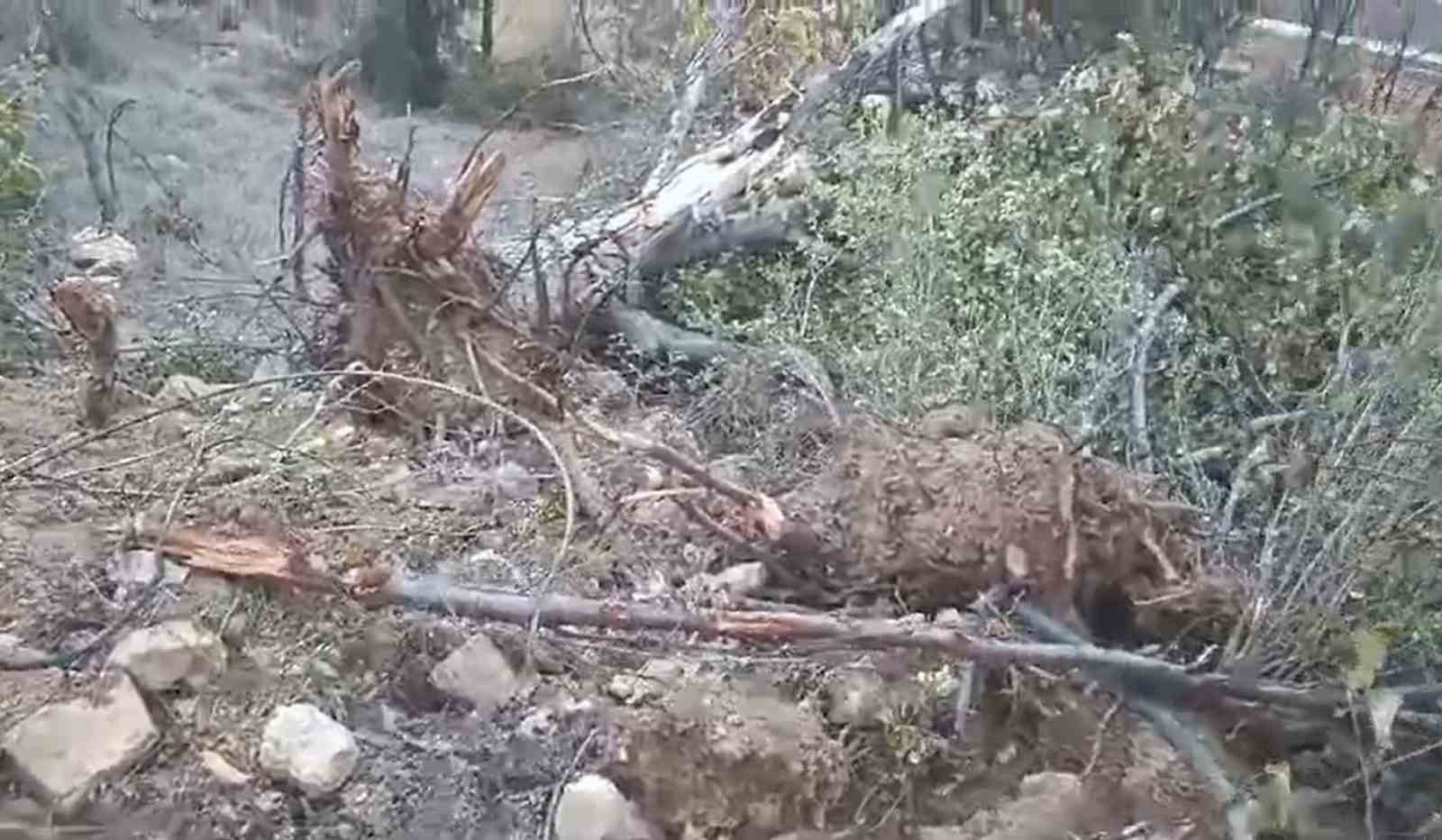 Giresun’un Çamoluk ilçesinde sökülen yarım asırlık ceviz ağaçları tepkiye neden oldu