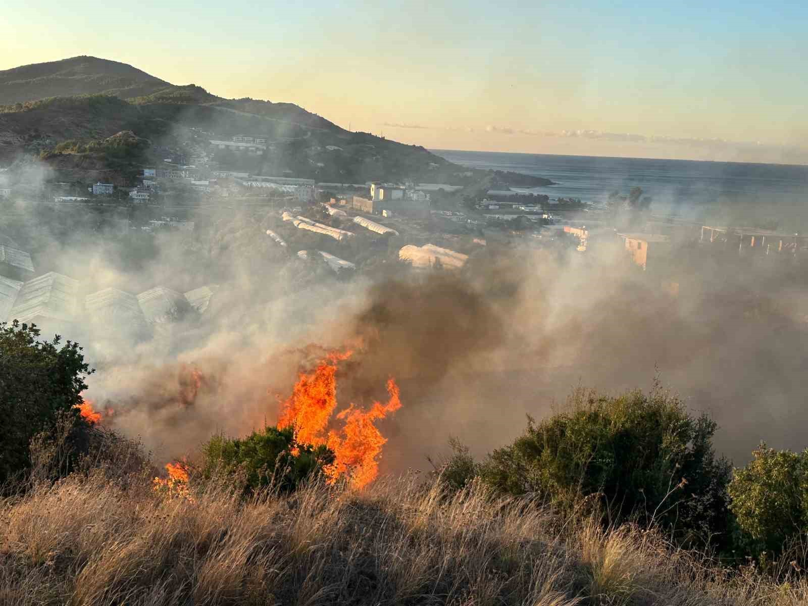 Alanya’da avokado bahçesinde yangın: 60 ağaç kül oldu
