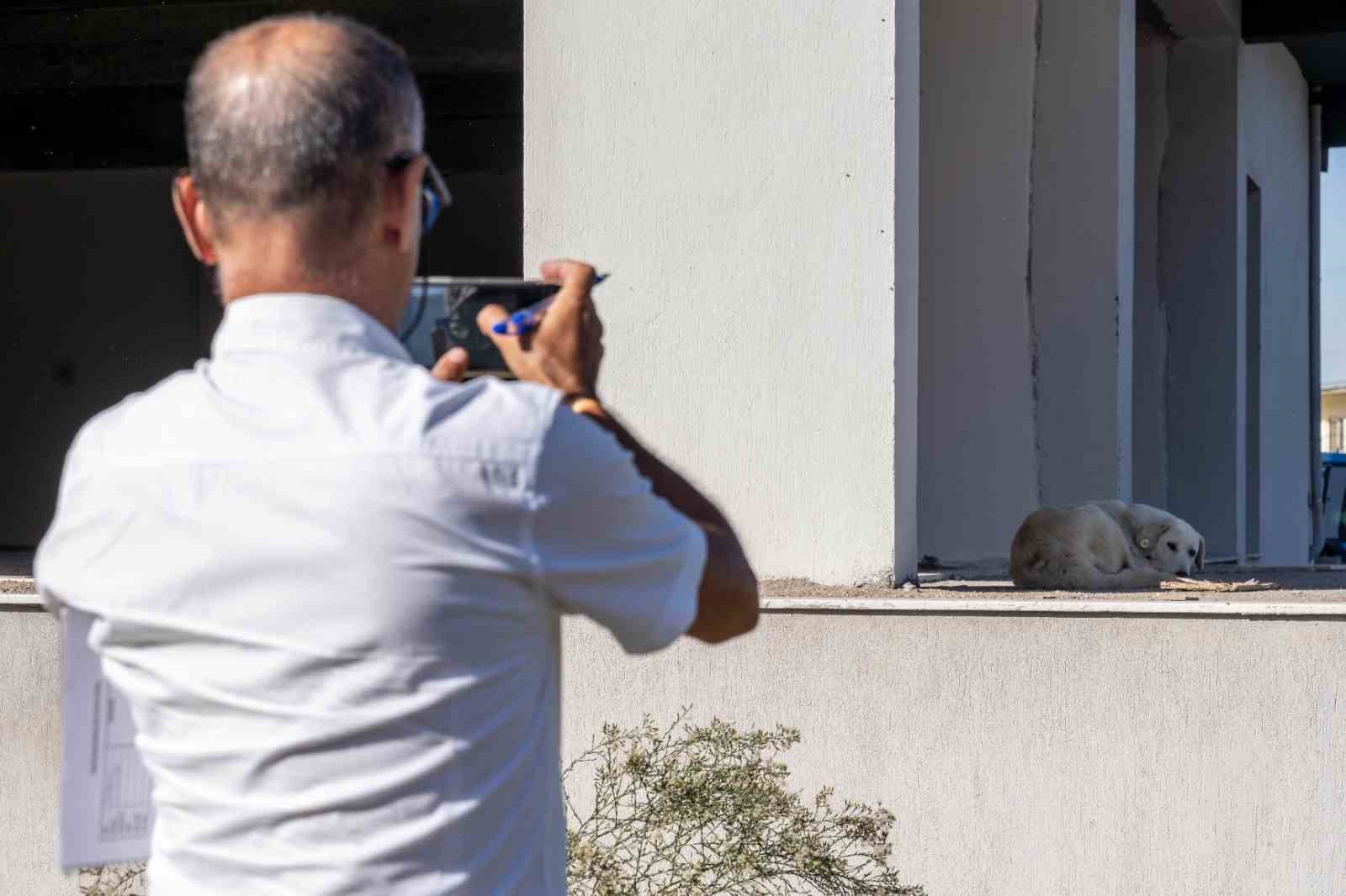 İzmir’de sahipsiz köpeklerin sayımı başladı
