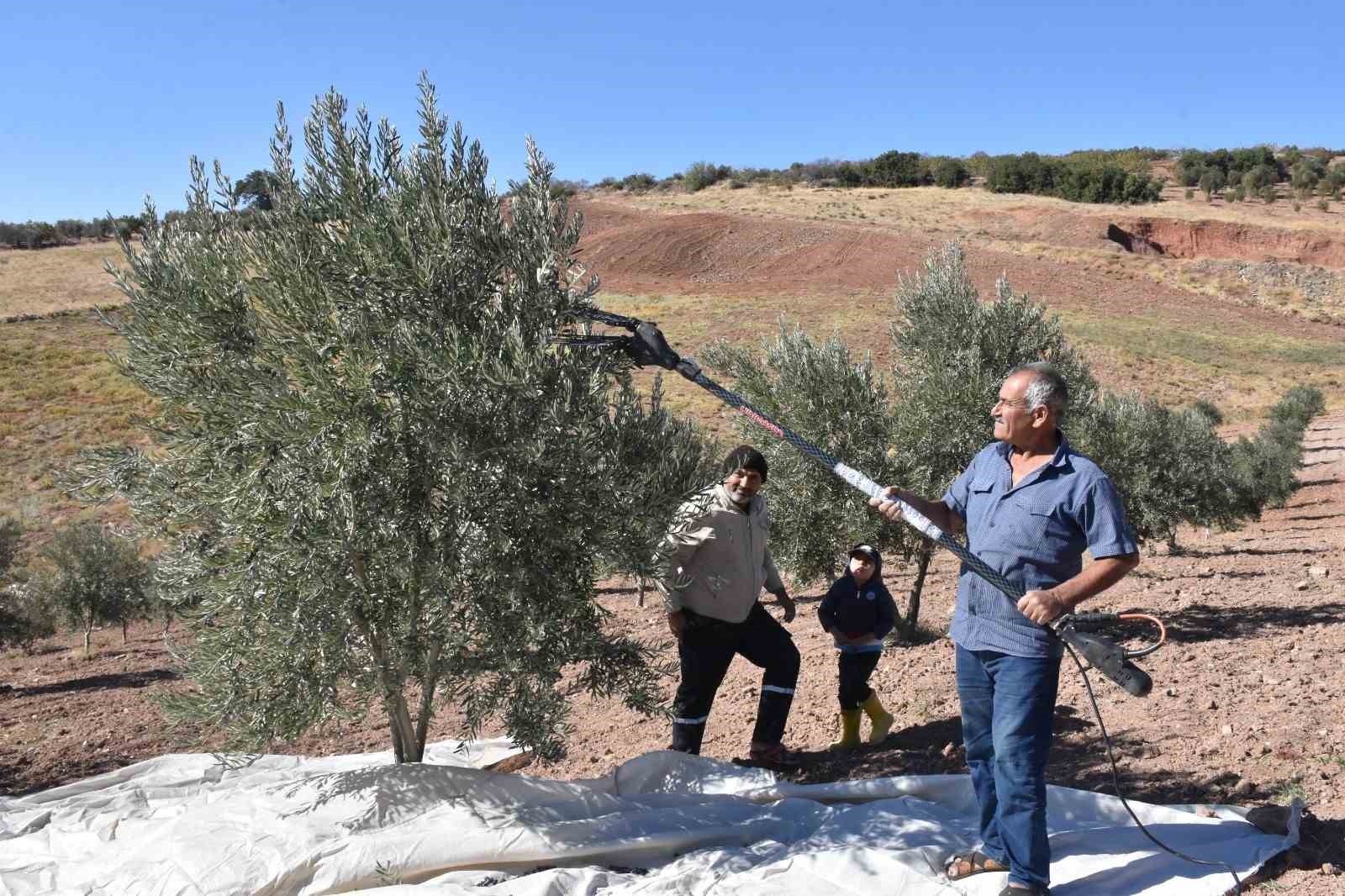 Gaziantep’te zeytin hasadı başladı
