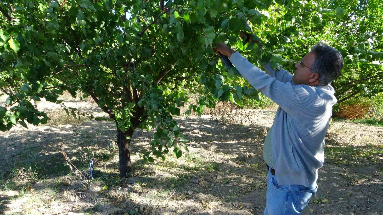 9 milyon kayısı ağacının bulunduğu Malatya’da üreticiler için önemli uyarı