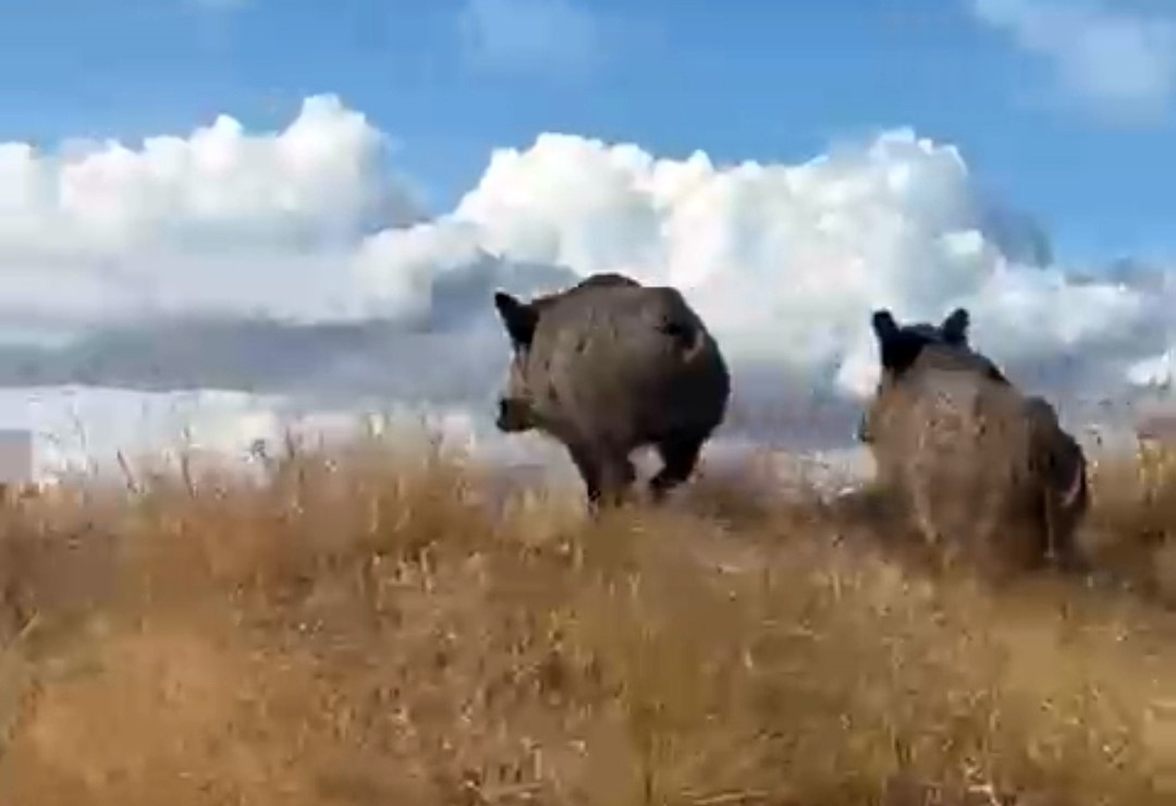 Ahlat’ta domuz sürüsü görüntülendi
