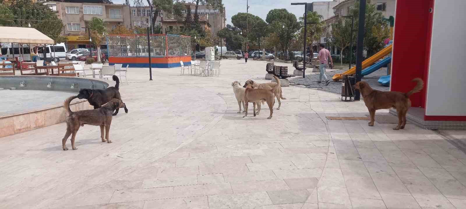 Aydın’da ‘sokak köpekleri sorunu’ büyüyor
