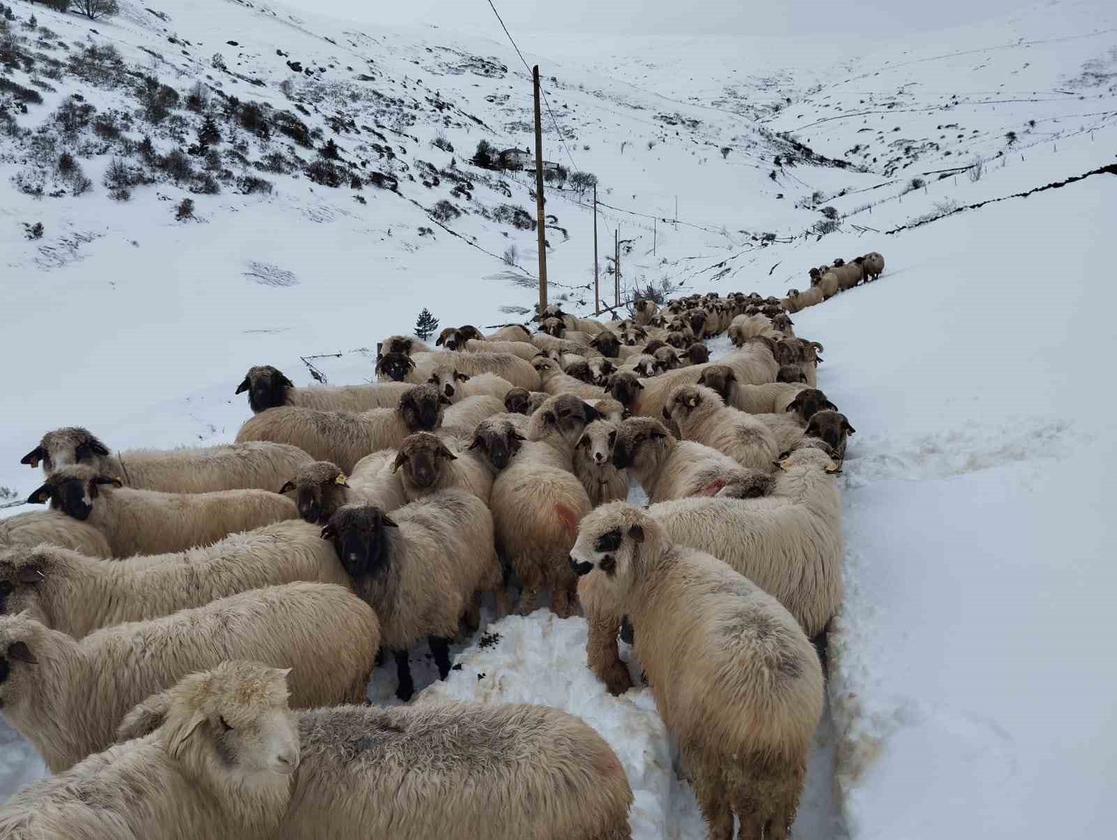 Giresun yaylalarında yağan karla kartpostallık görüntüler oluştu
