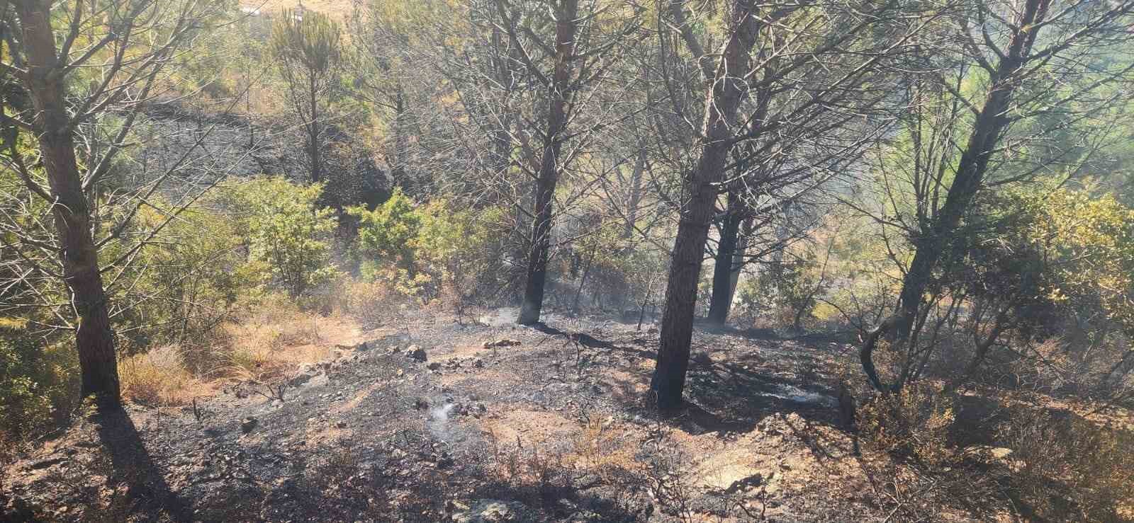 Zeytinlik alanda çıkan yangına havadan ve karadan müdahale edildi