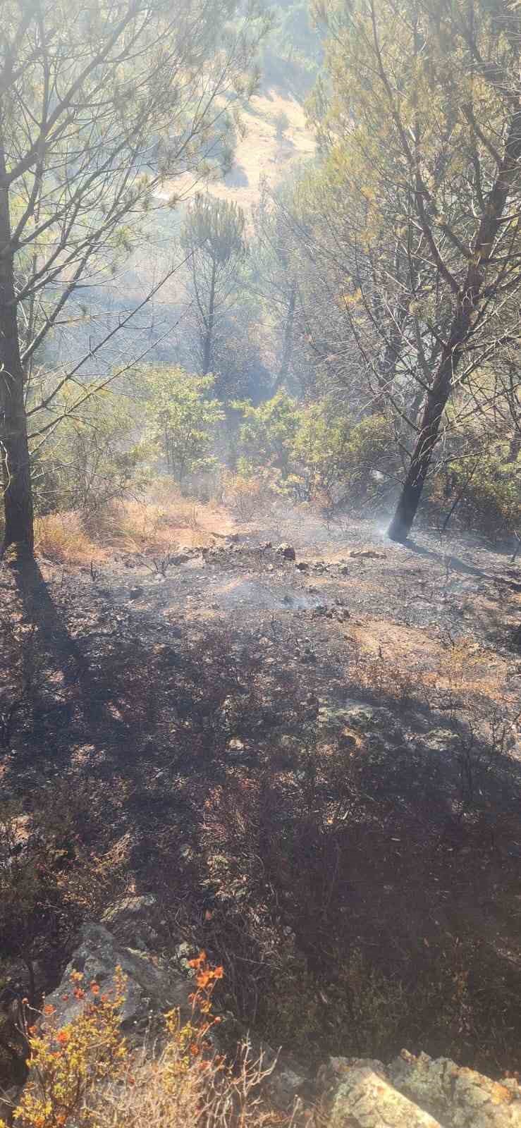 Zeytinlik alanda çıkan yangına havadan ve karadan müdahale edildi
