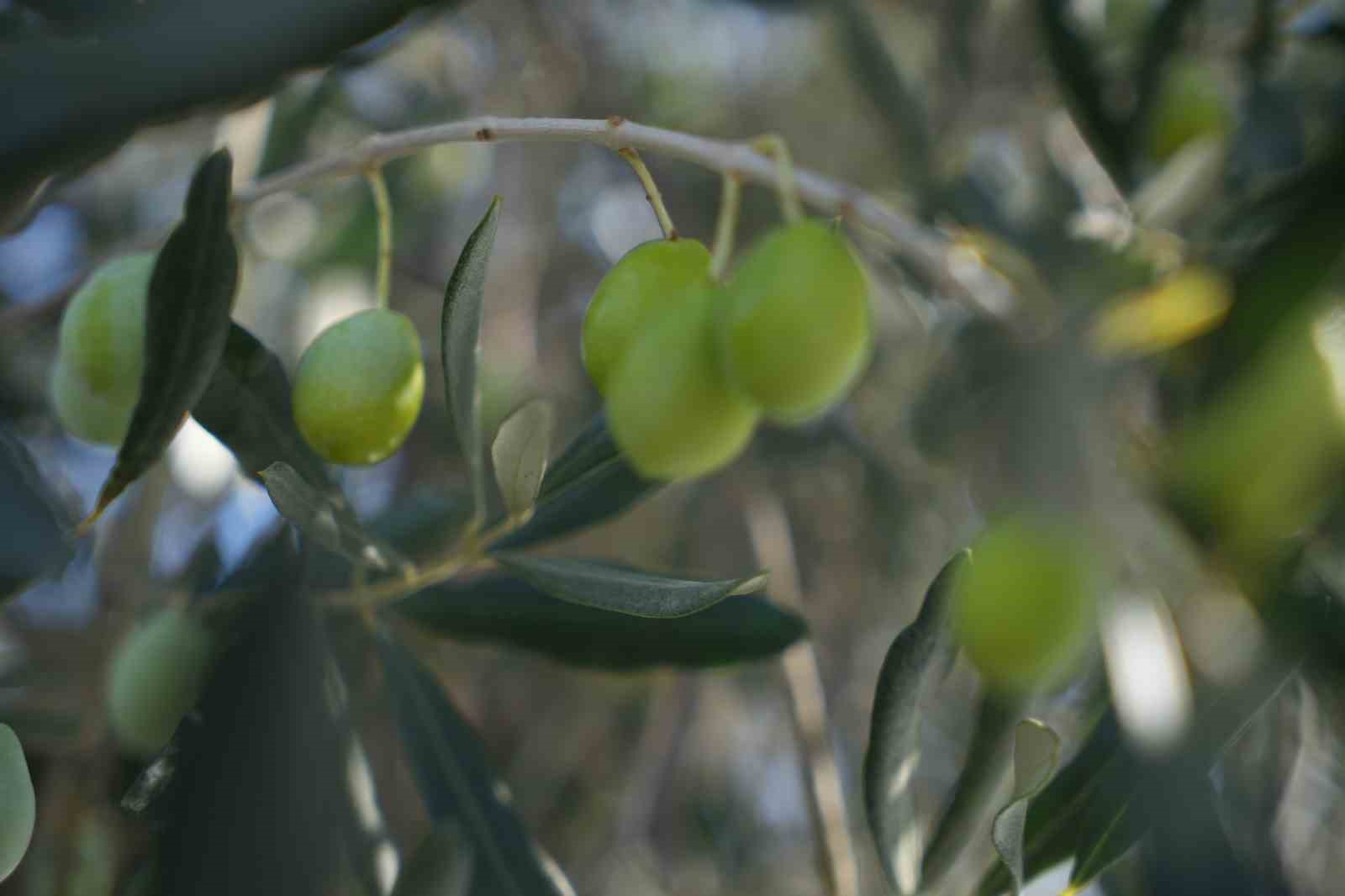 2024-2025 zeytin sezonunda 3 milyon 600 bin ton zeytin, 750 bin ton sofralık zeytin, 2 milyon 850 bin ton yağlık zeytin ve 475 bin ton zeytinyağı rekoltesi bekleniyor
