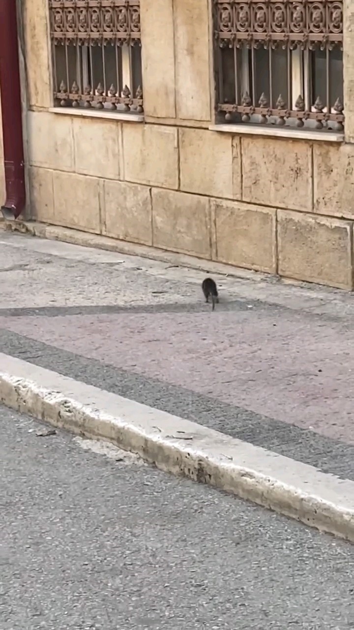 Dev fare insanların üzerine atladı, kedi ve köpek ise fareyi görmezden geldi
