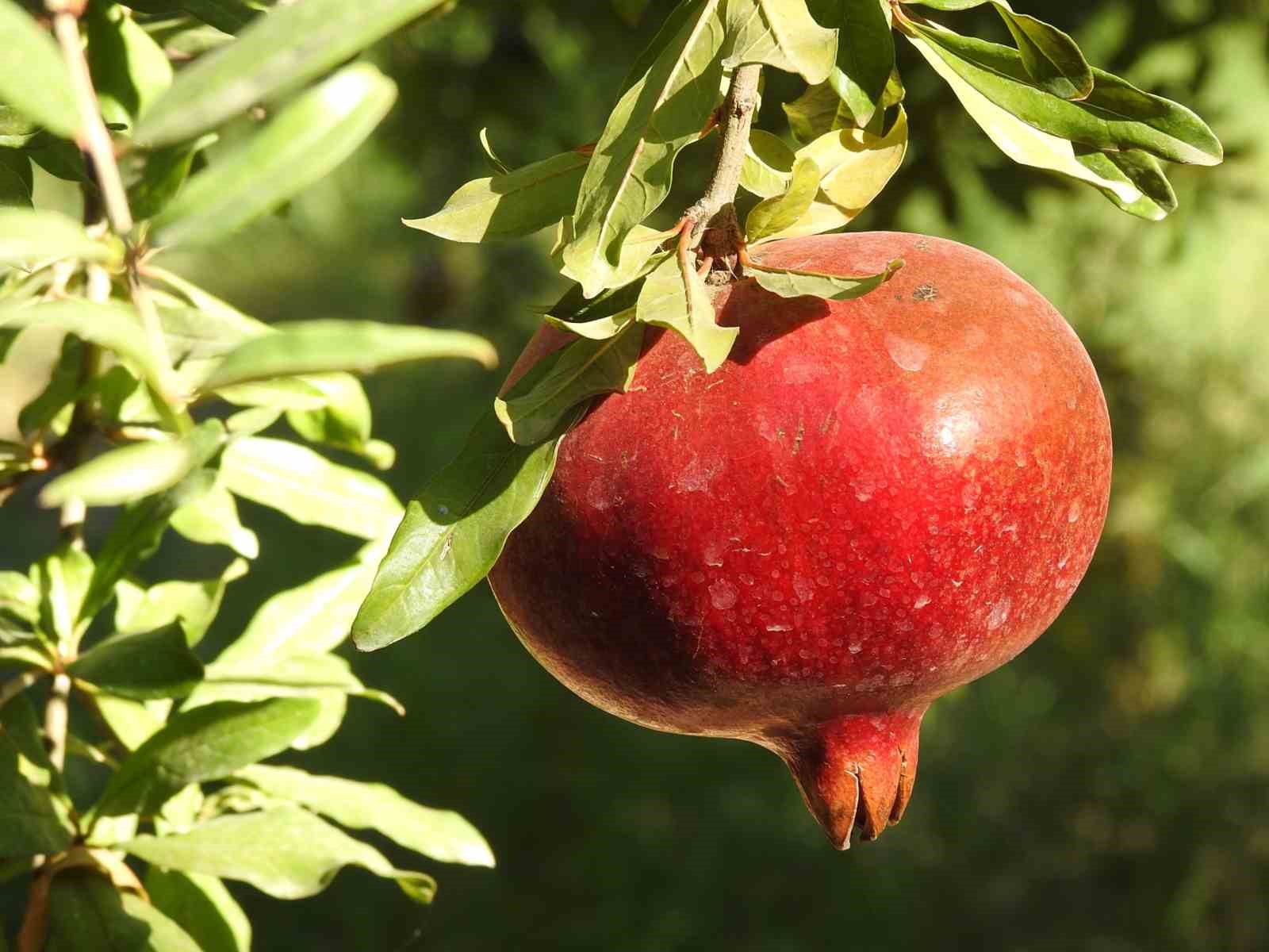 Gaziantep’te çiftçiler nar hasadına hazırlanıyor
