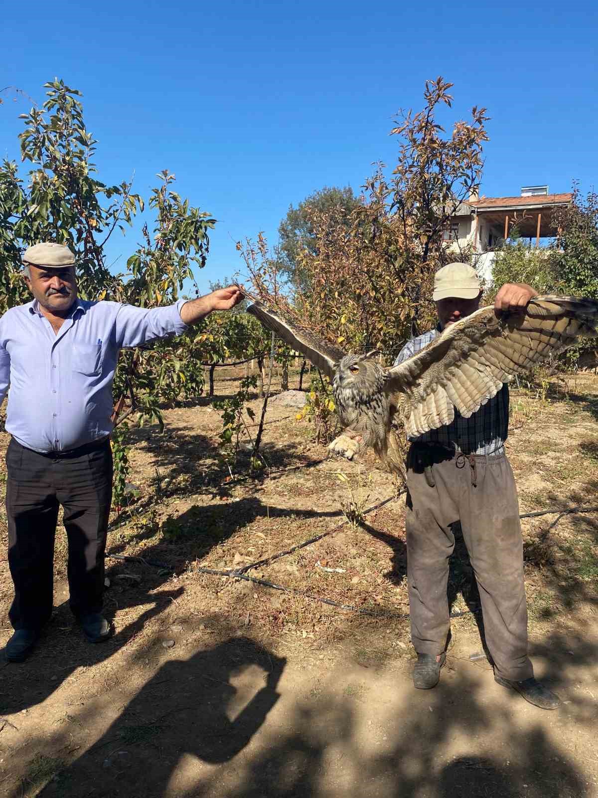 Yaralı puhu kuşu koruma altına alındı
