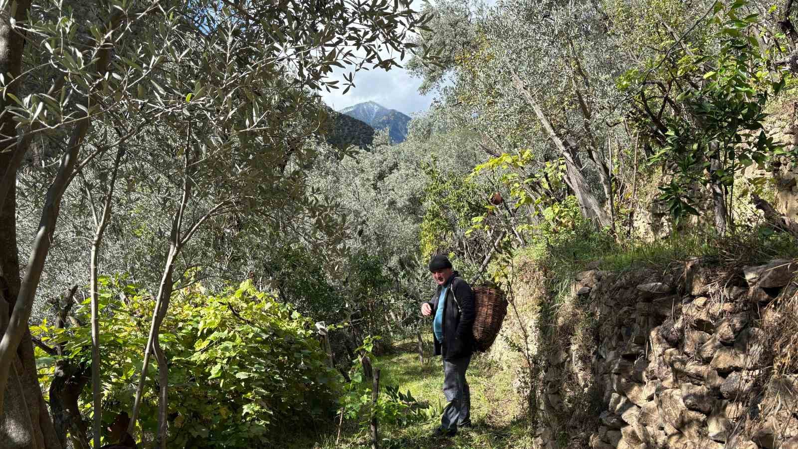 Artvin’de asırlık zeytin ağaçlarından hasat başladı