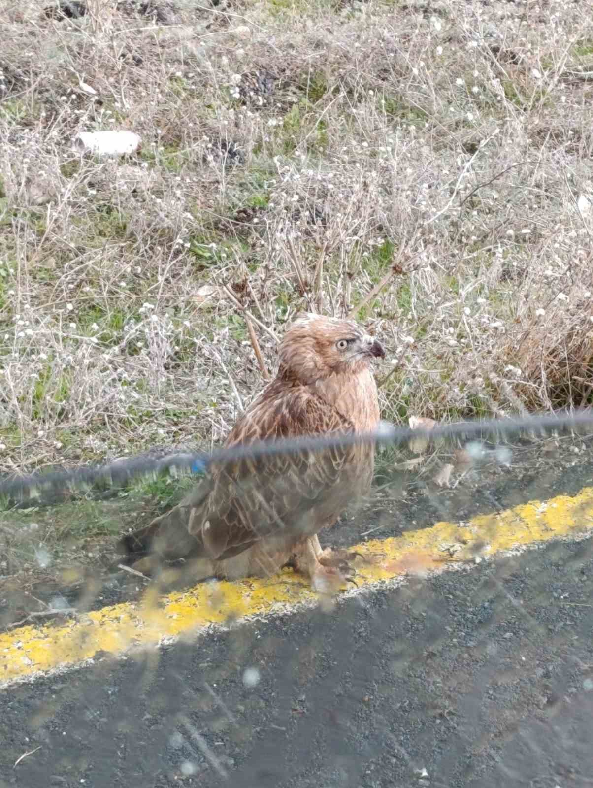 Polisten atmacaya uzanan şefkat eli
