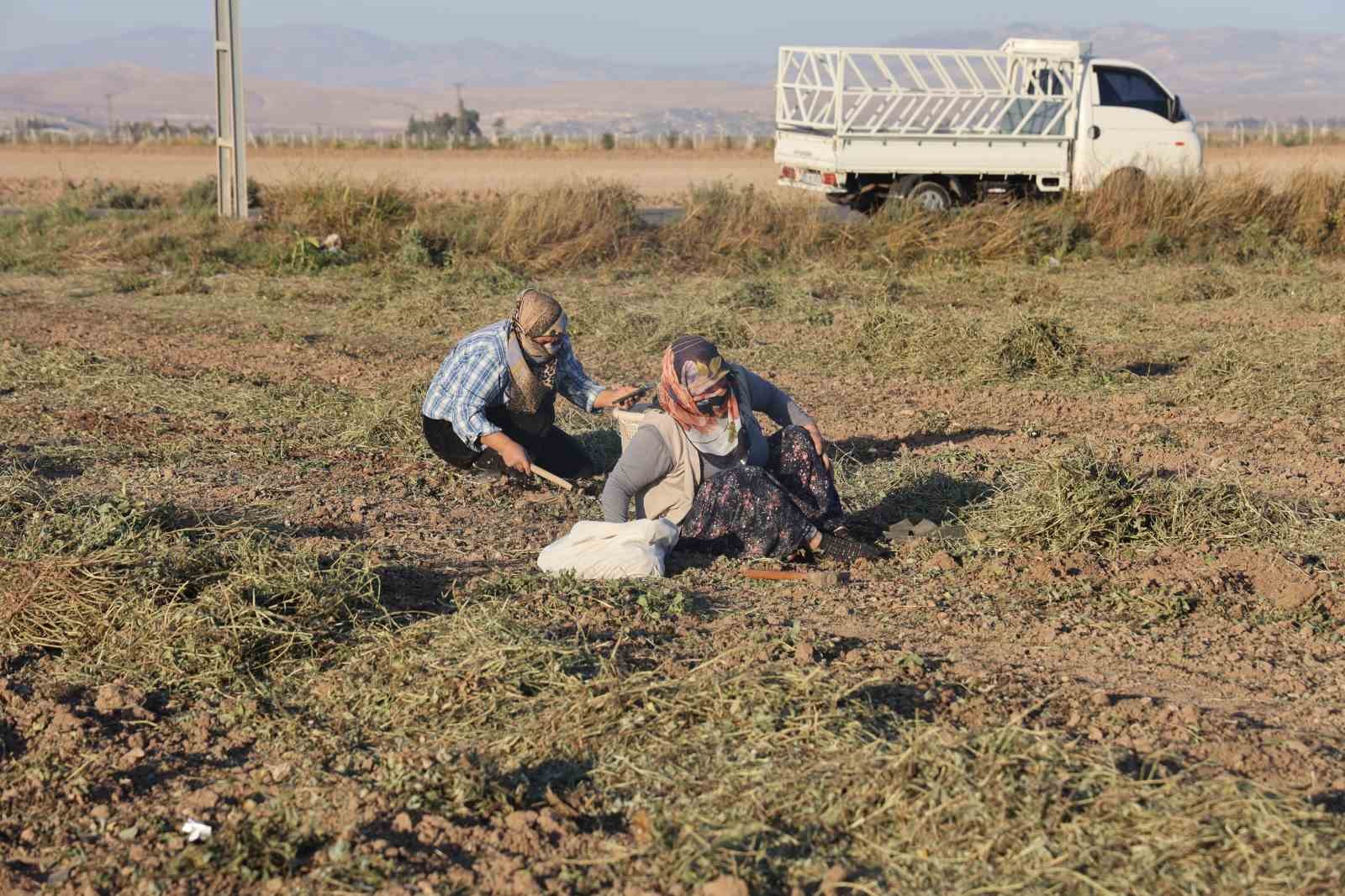 30 dönümlük yer fıstığı tarlasında hasadını yapan çiftçi, geri kalanını vatandaşa bırakınca duyan akın etti
