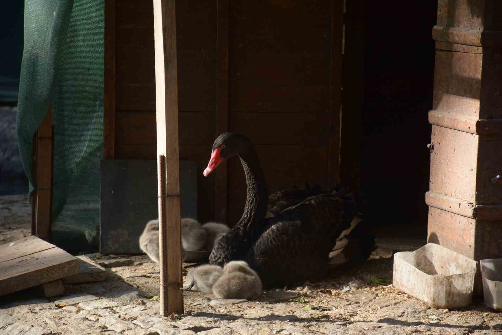 Kuğulu Park’ta 29 Ekim Cumhuriyet Bayramı’nda 5 kuğu yavrusu dünyaya geldi