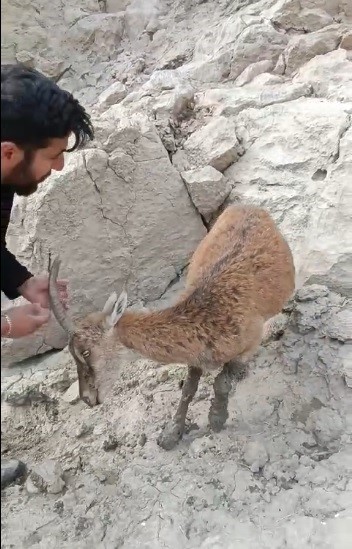 Ayakları balçığa saplanan dağ keçisi kurtarıldı