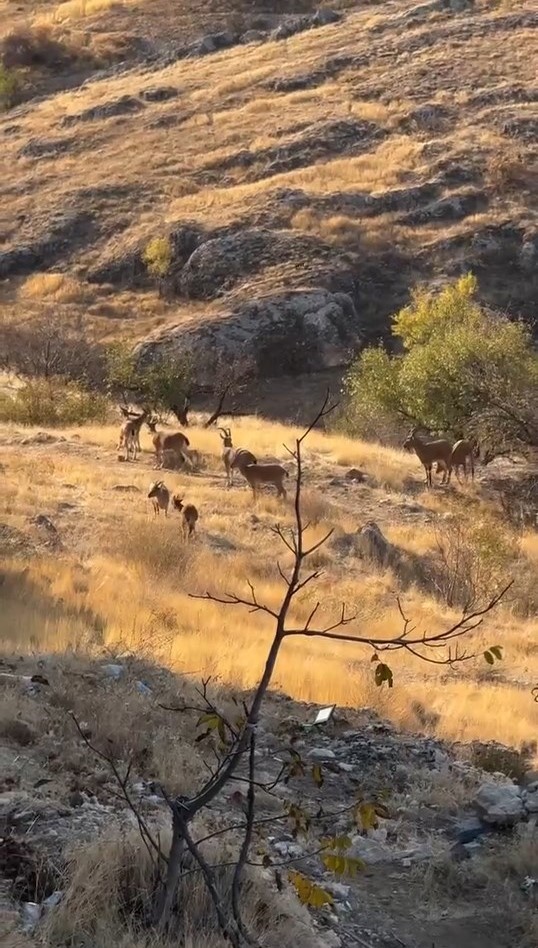 Elazığ’da koruma altında olan dağ keçileri görüldü
