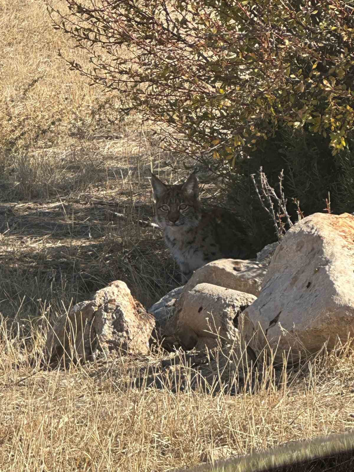 Burdur’da nesli tükenme tehlikesi altında bulunan vaşak görüntülendi