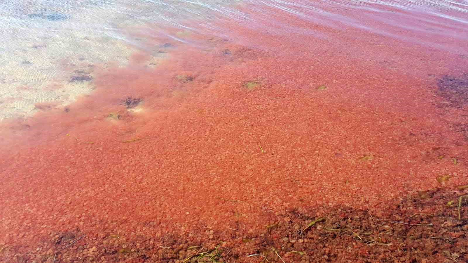 &Ccedil;anakkale&rsquo;de sahil kırmızıya boyandı

