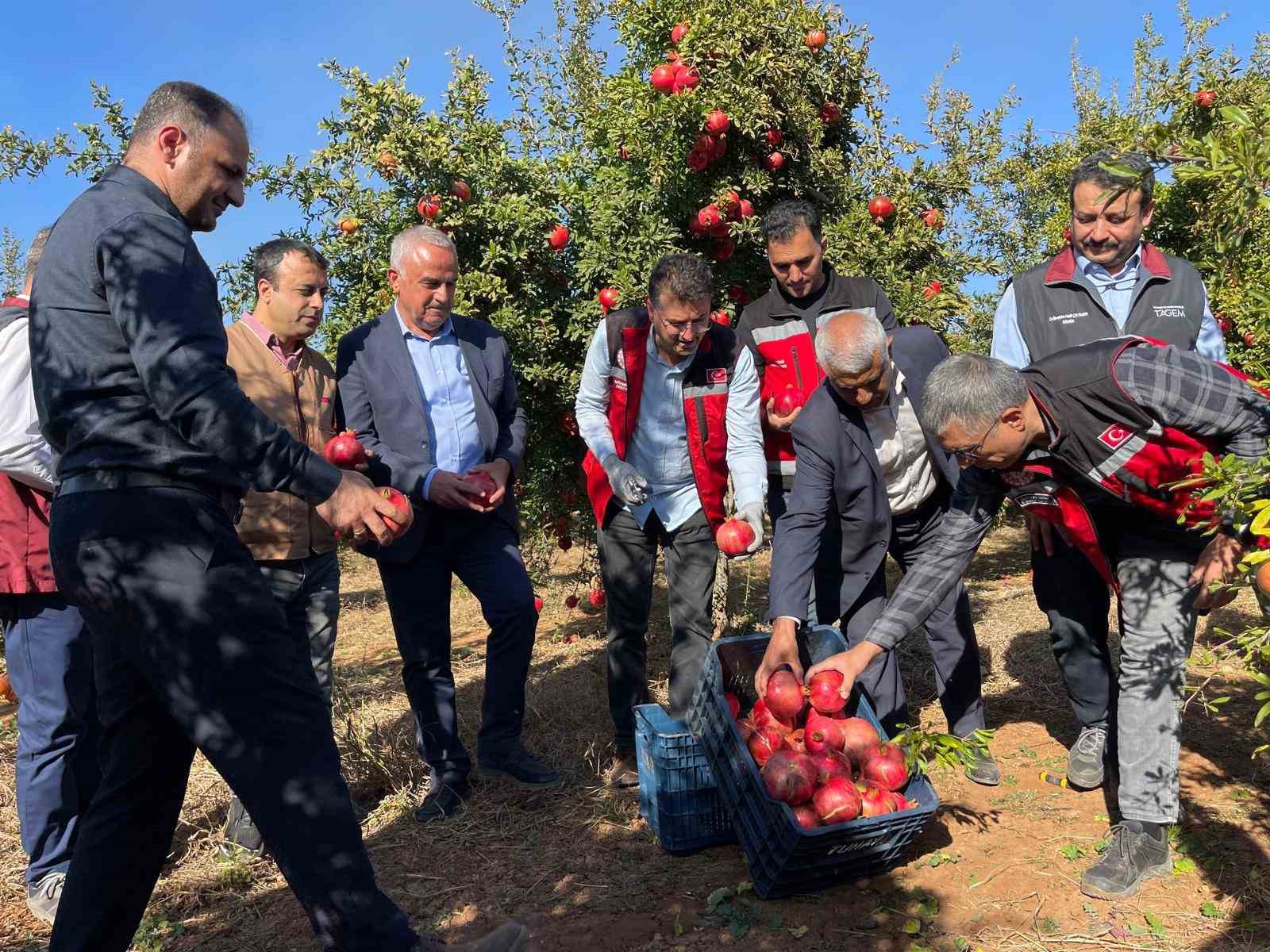 Şanlıurfa’da üretilen Hicaz Narı dünyaya ihraç ediliyor