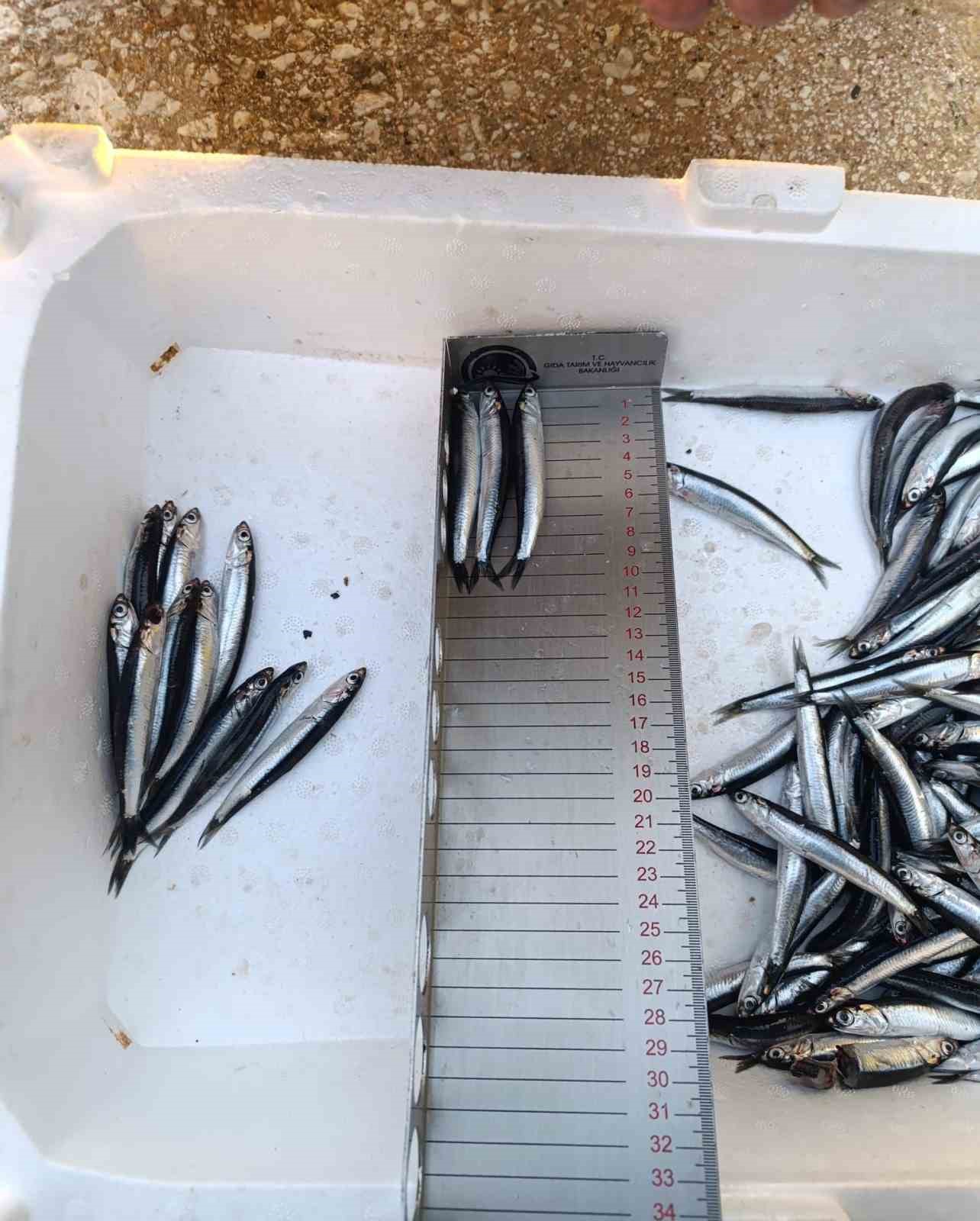 &Ccedil;anakkale&rsquo;de denetlenen 232 bin 700 kilogram hamsi karaya &ccedil;ıkarıldı
