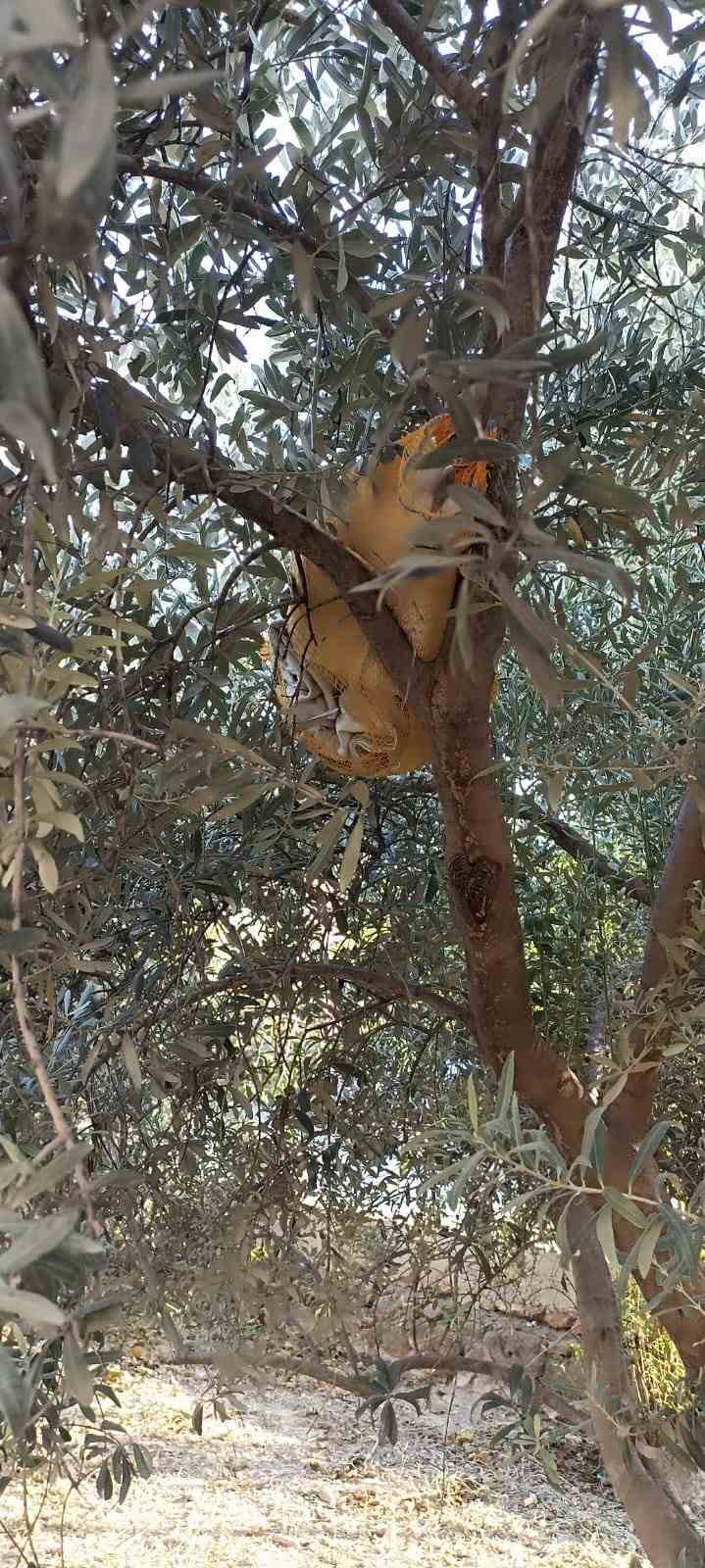 Zeytin ağacına saklanan uyuşturucu ele geçirildi
