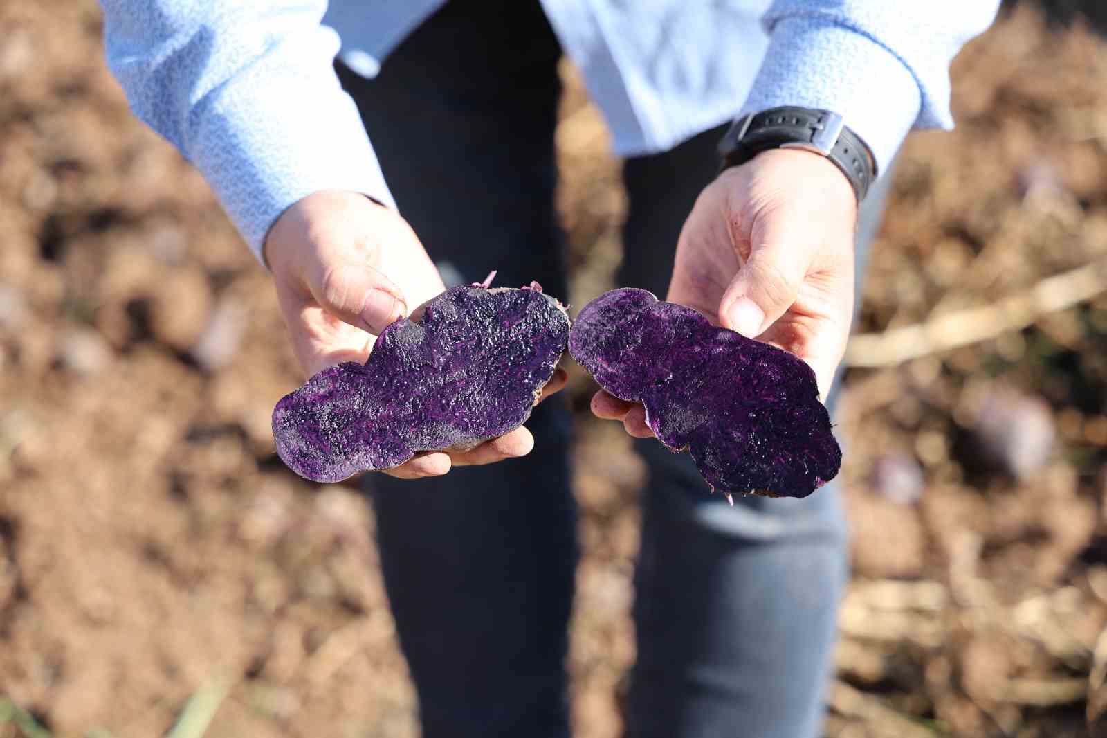 Sivas’ta renkli hasat başladı
