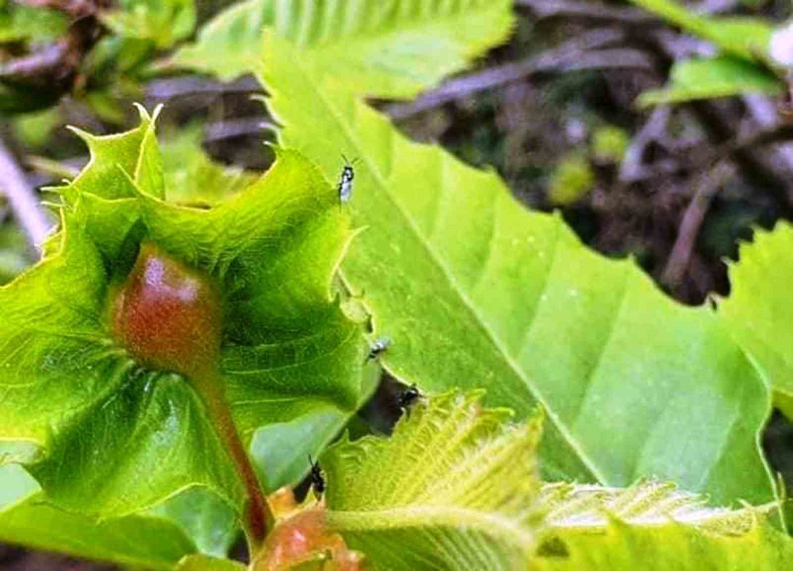 Kestane ormanı katili ‘gal arısı’na, ’avcı böcekler’ ile savaş açıldı
