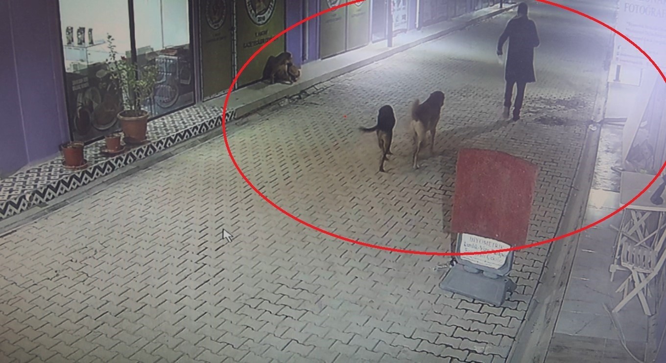 Kedileri köpeklere parçalatan madde bağımlısı şahıs adli kontrol şartıyla serbest bırakıldı
