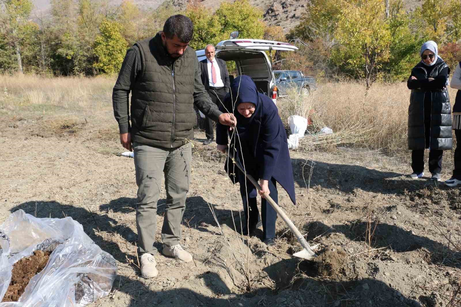Erzincan&rsquo;da goji berry yetiştiriciliği başladı
