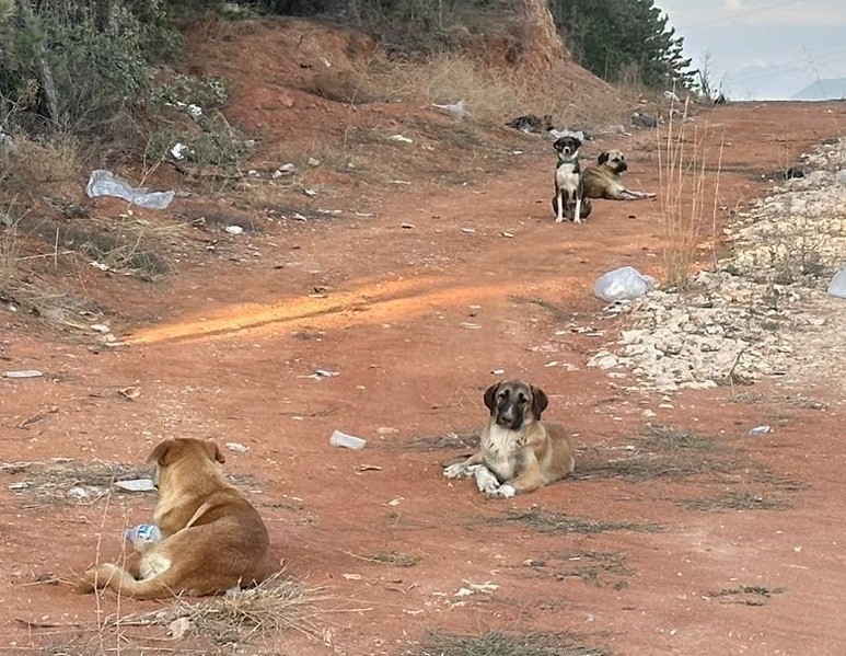 Bilecik&rsquo;te vatandaşlar sahipsiz k&ouml;pek korkusundan sokağa &ccedil;ıkamıyor
