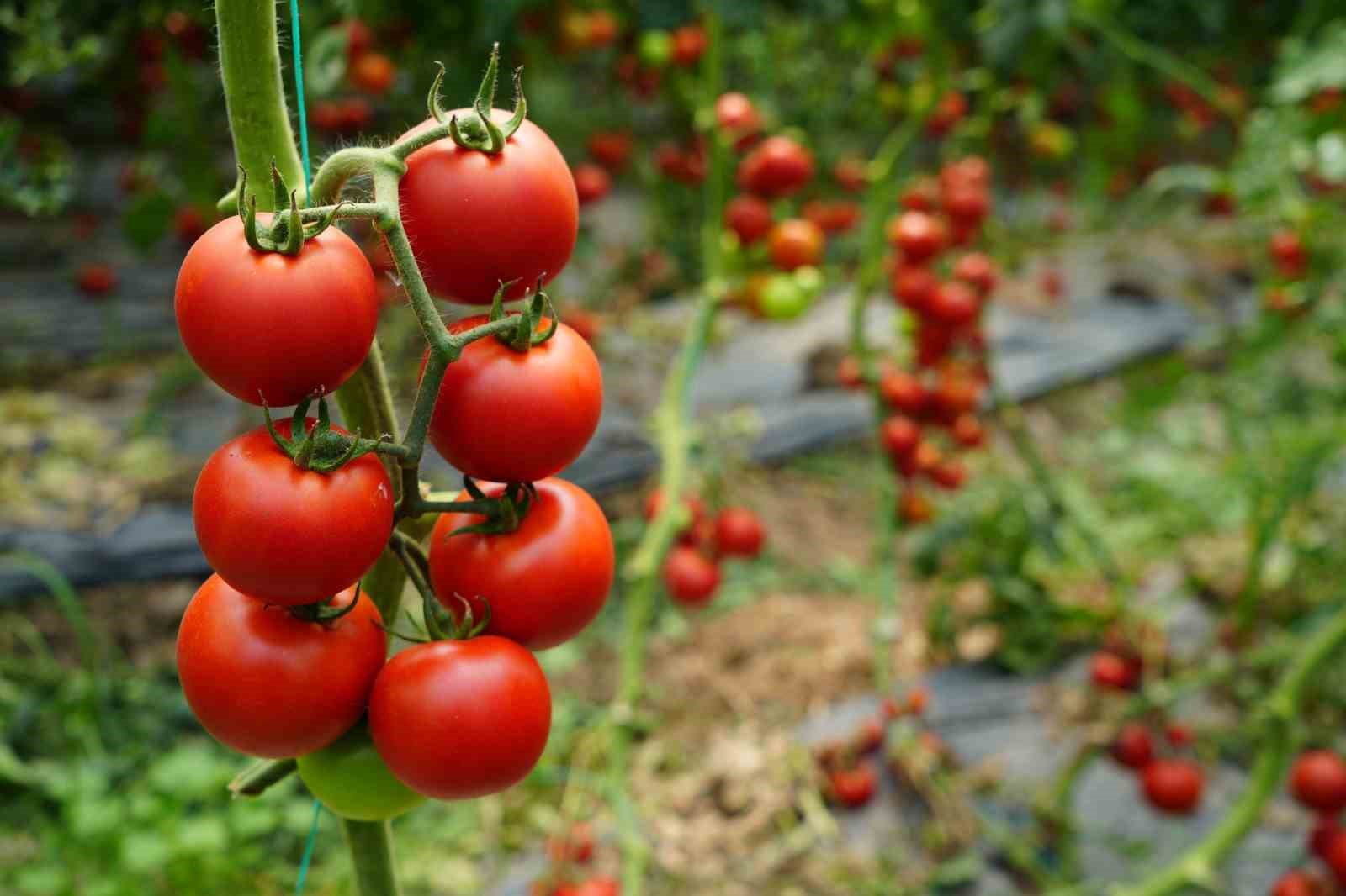 Antalya’da Ekim ayında domates miktarı geçen aya göre arttı