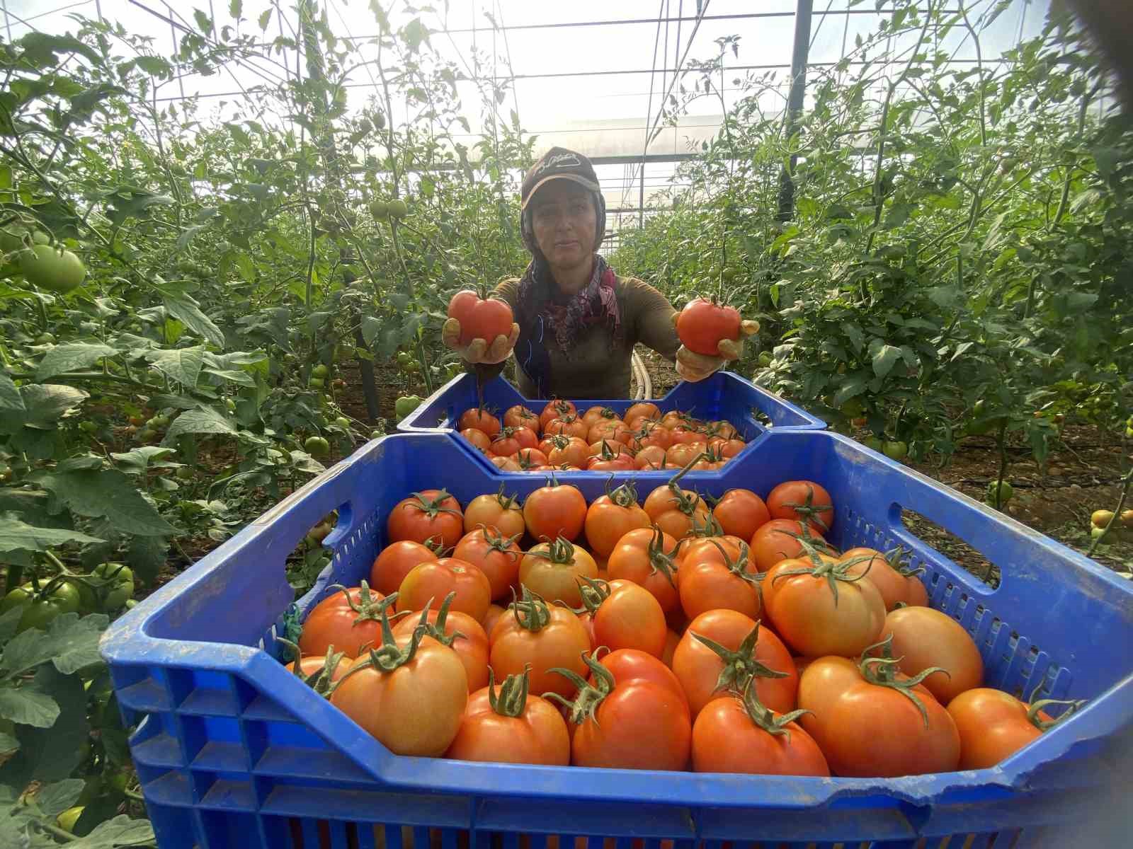 Antalya’da Ekim ayında domates miktarı geçen aya göre arttı
