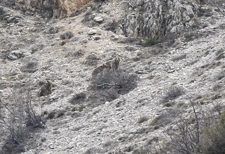 Kış uykusu &ouml;ncesi doğada yavrularıyla gezinen ayı g&ouml;r&uuml;nt&uuml;lendi
