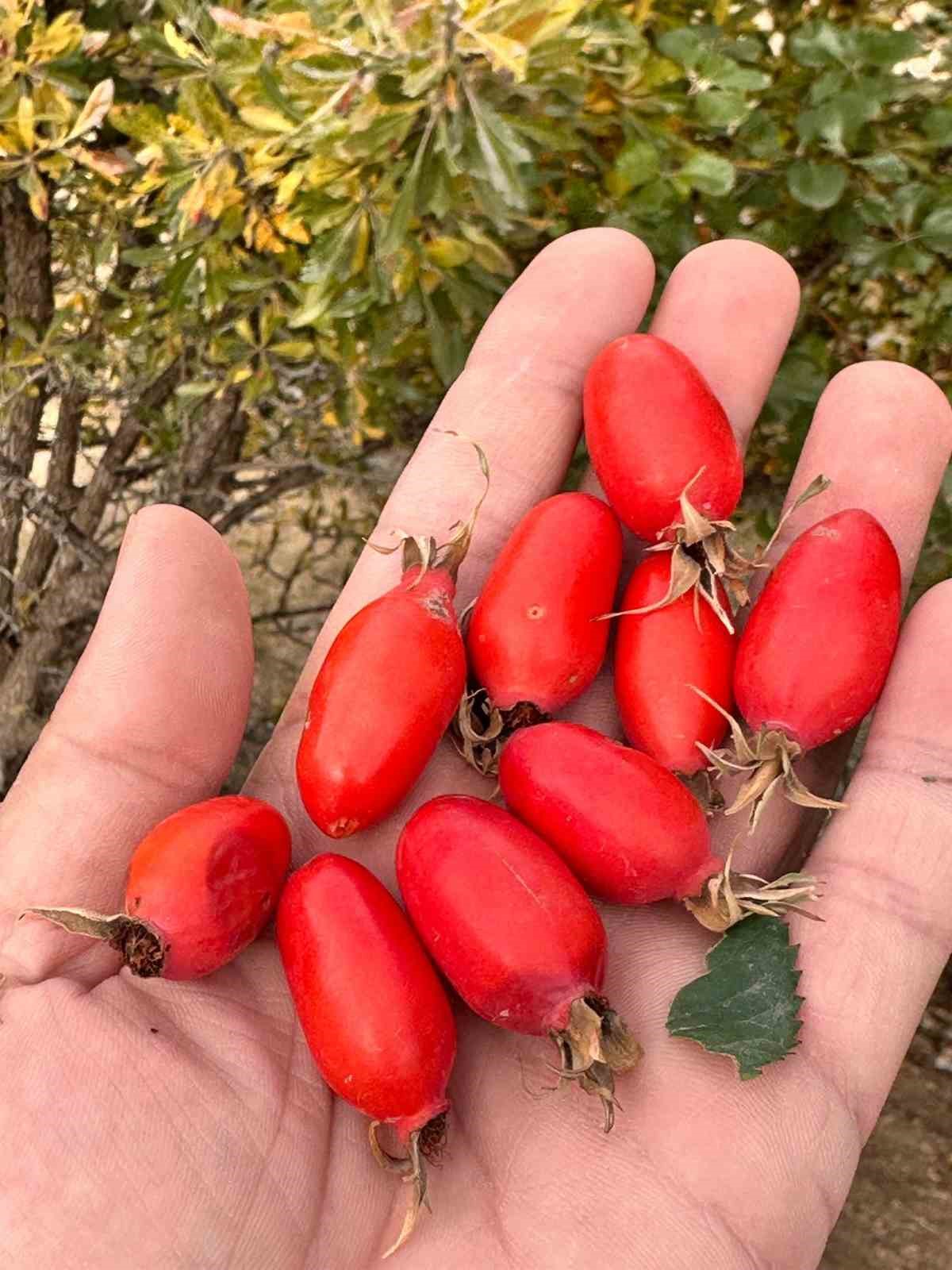 Ağrı’da doğal lezzetin peşinden dağlara çıkılıyor