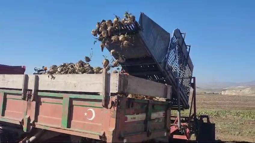 Aşkale&rsquo;de şeker pancarı hasadı
